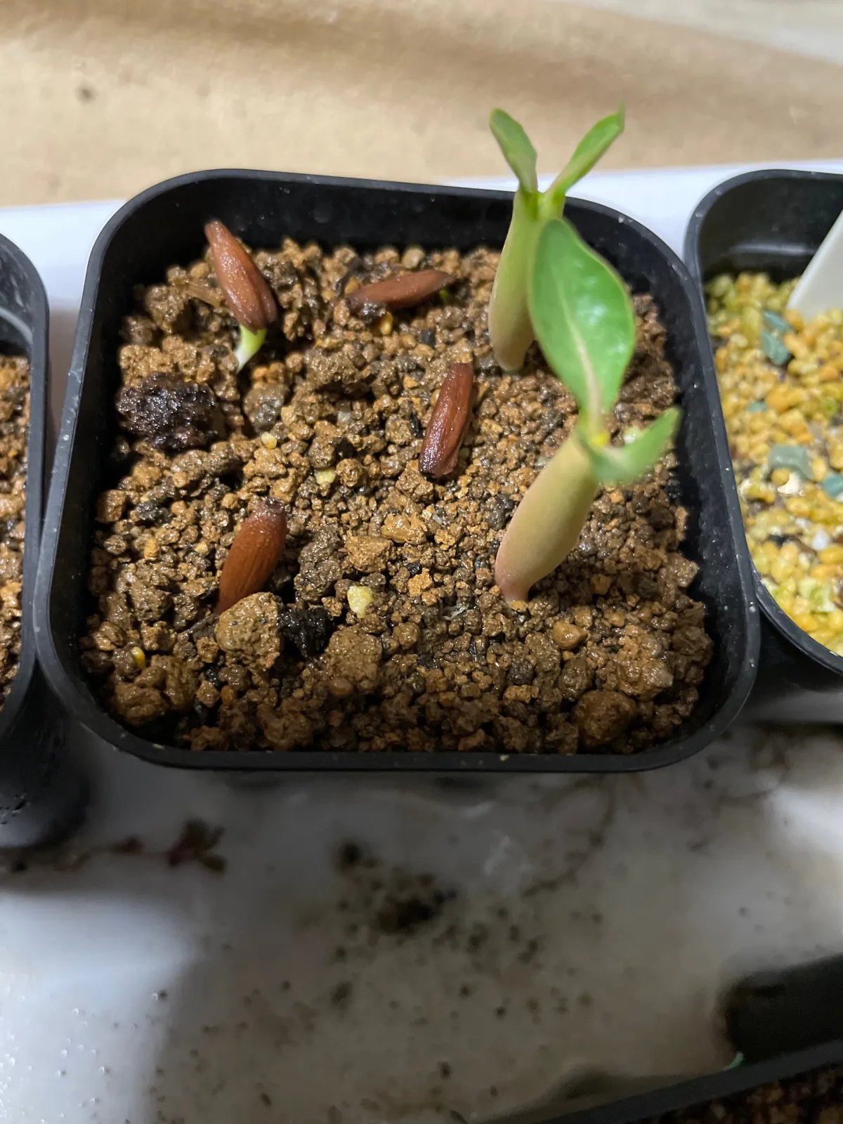 KHZ Adenium thai socotranum KHZ (アデニウム タイ ソコトラナム)