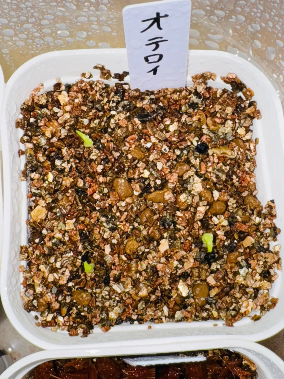 Agave oteroi Lot. (アガベ オテロイ)