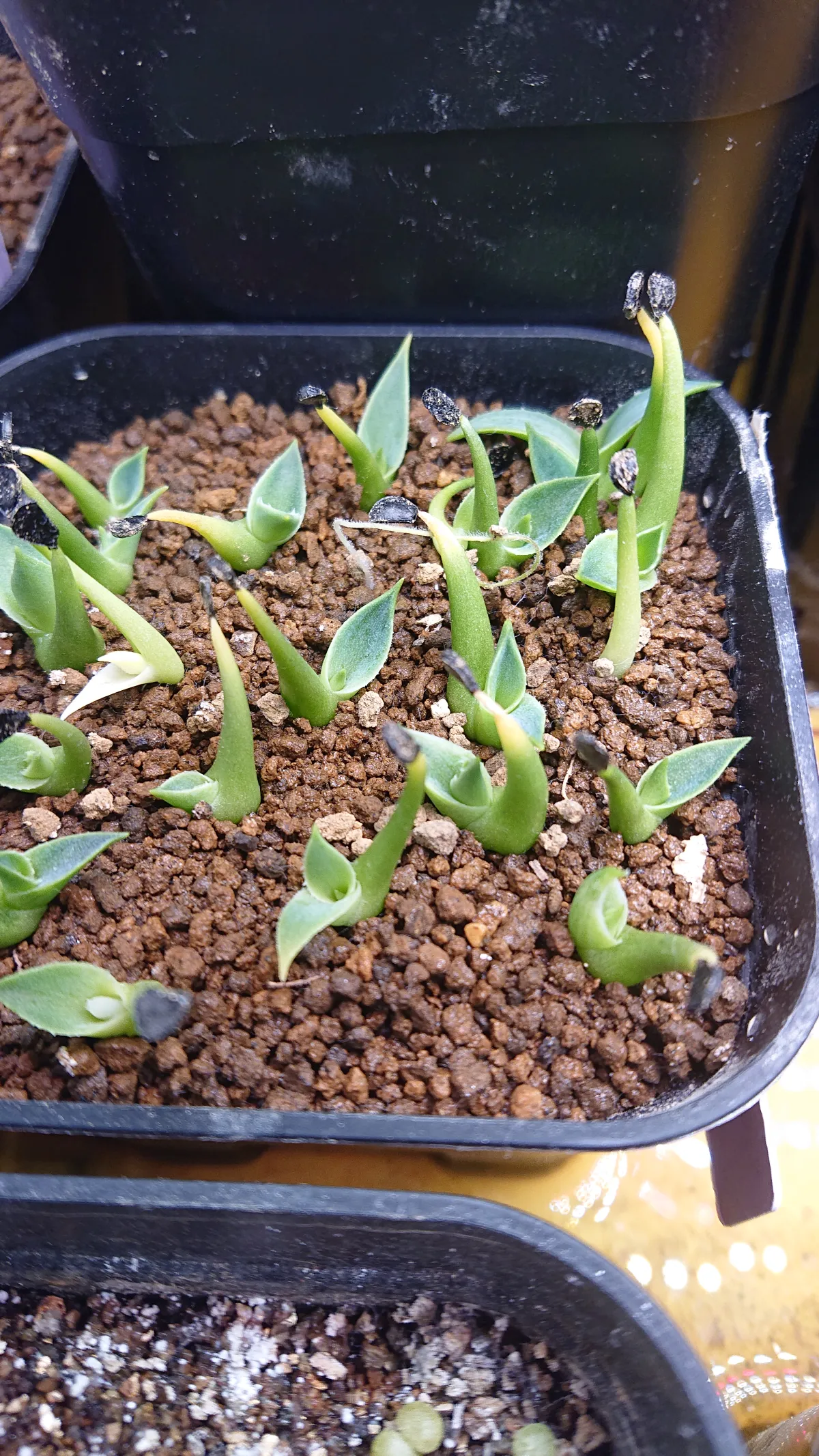 Agave utahensis var. eborispina Vegas (アガベ エボリスピナ ヴェガス)