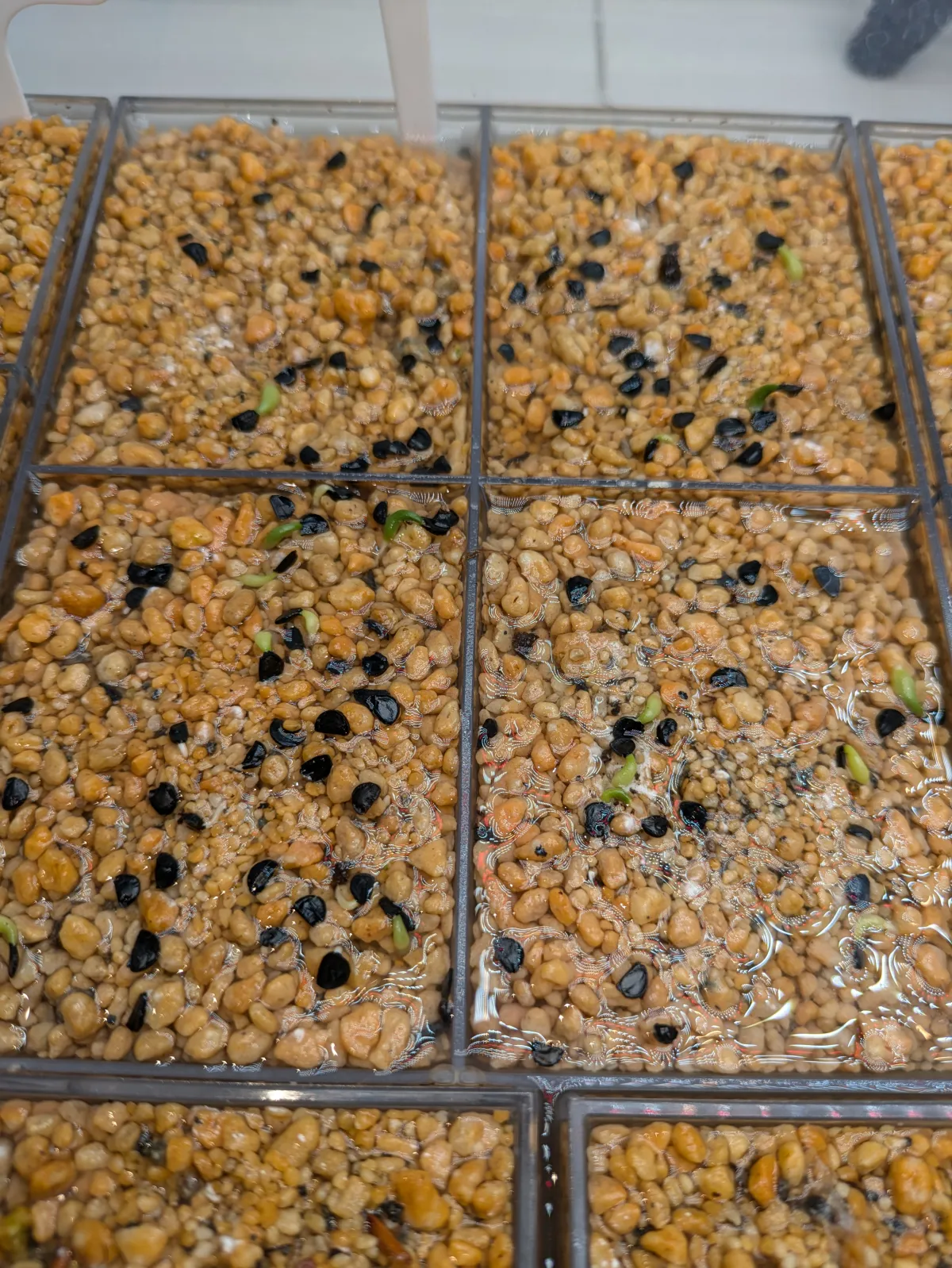 Agave titanota Blue Lot. (アガベ チタノタブルー)