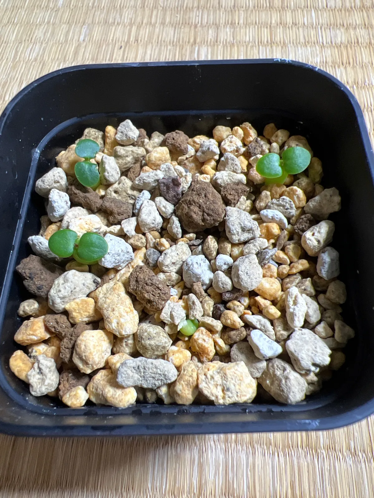Pachypodium bispinosum (パキポディウム ビスピノーサム)