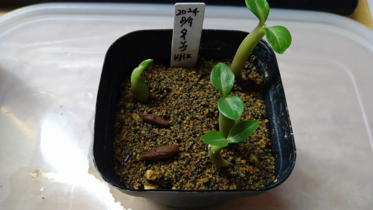 KHZ Adenium thai socotranum KHZ (アデニウム タイ ソコトラナム)
