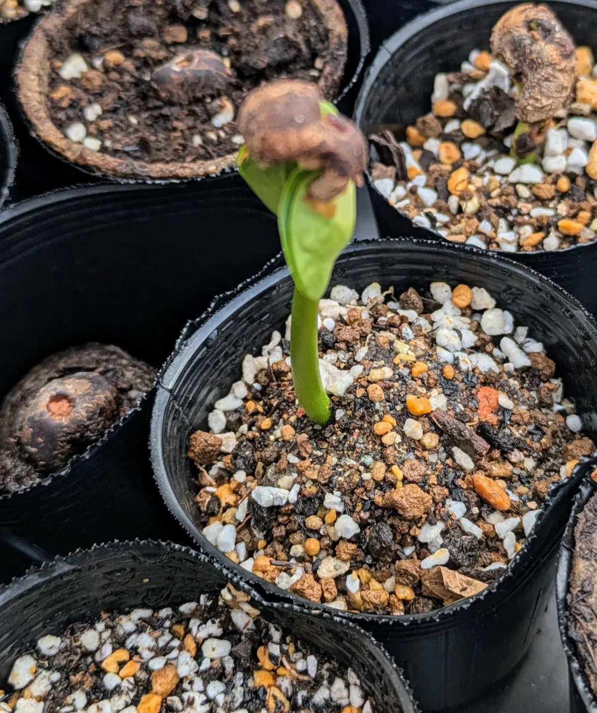 Adansonia fony (アダンソニア（バオバブ）フォニー)