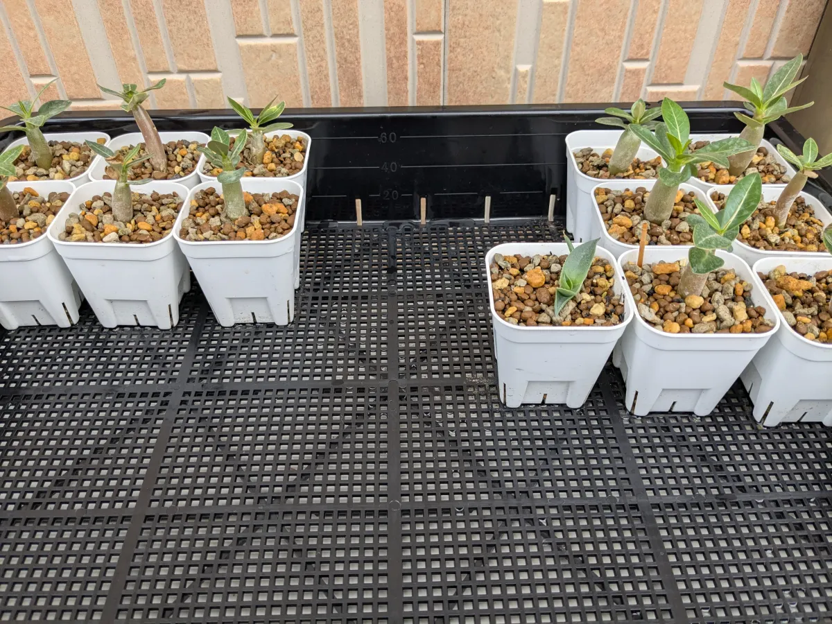 YLB Adenium arabicum Yak Lop Buri (アデニウム アラビカム)