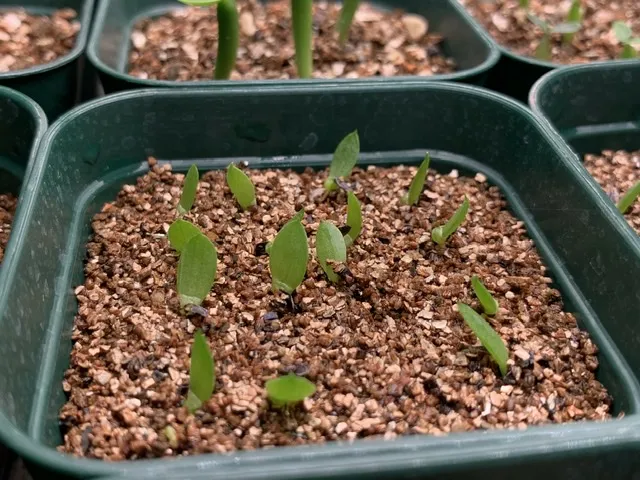 Aloe suprafoliata (アロエ スプラフォリアータ)