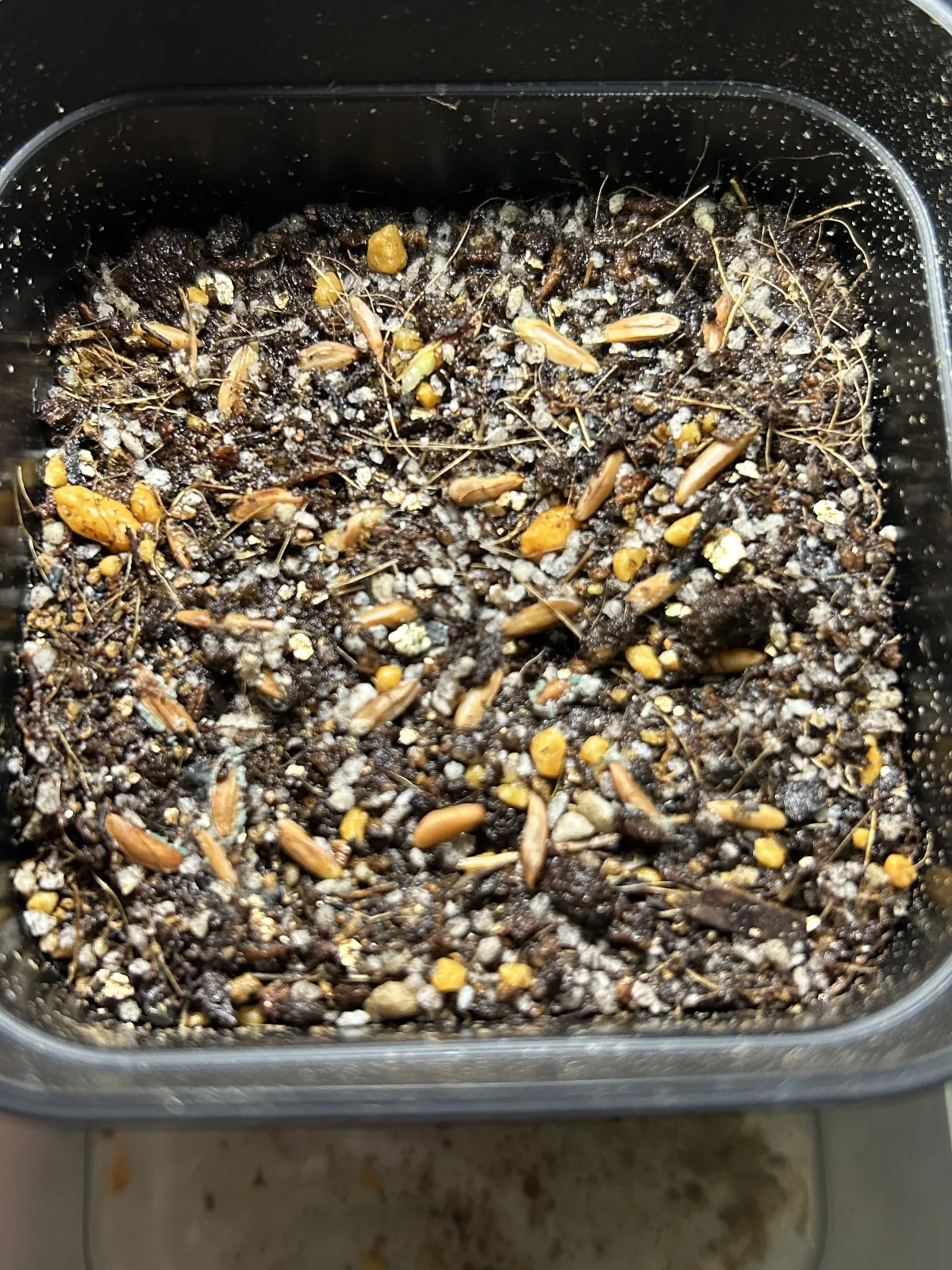 Pachypodium rosulatum var. gracilius ([無料種子] 発芽難 パキポディウム グラキリス　)