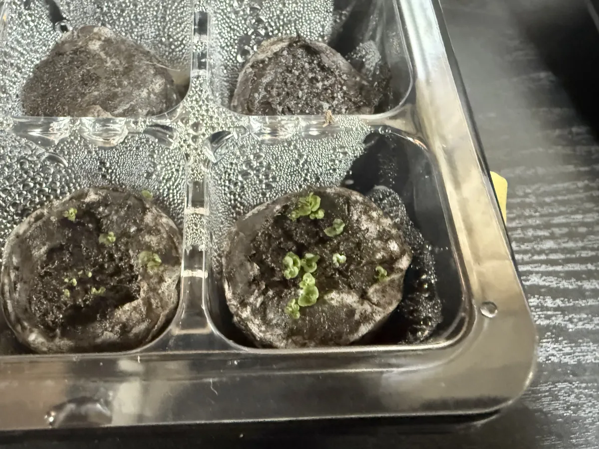 Platycerium veitchii cv.Silver frond ([種子/胞子] ビカクシダ ベイチーシルバーフロンド)