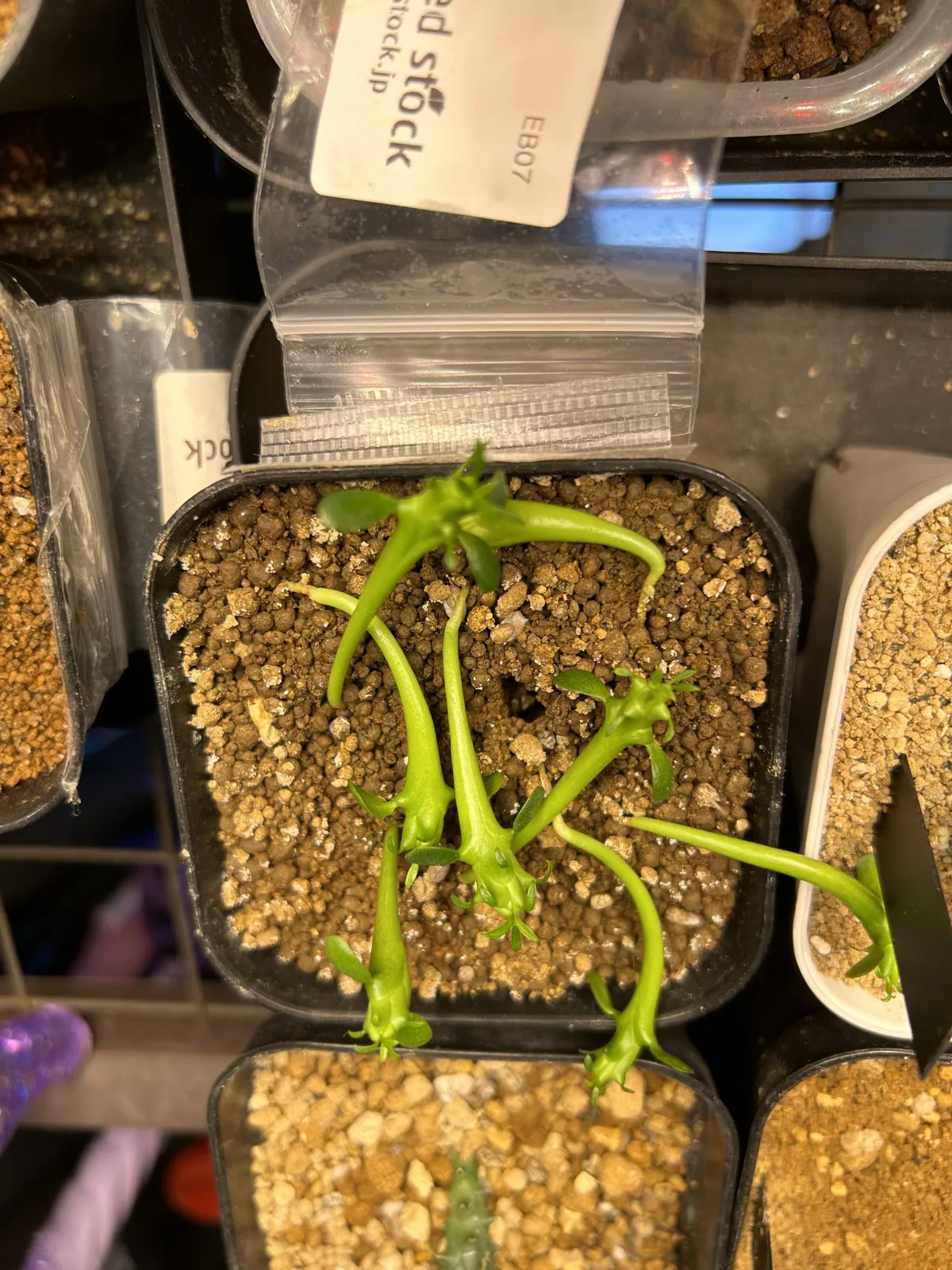 Euphorbia inermis (ユーフォルビア イネルミス 九頭竜)