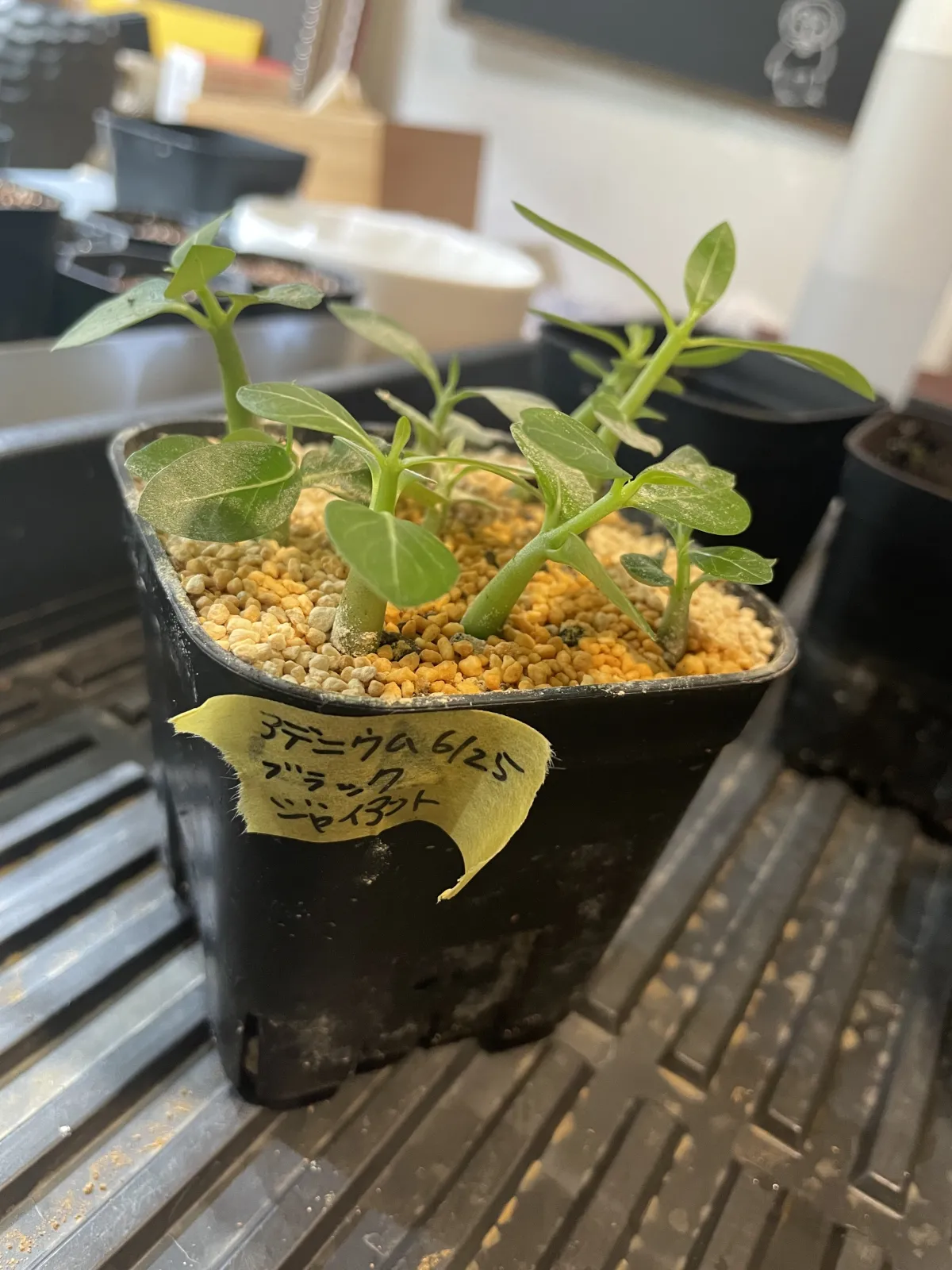 Adenium arabicum black giant (アデニウム アラビカム ブラックジャイアント)