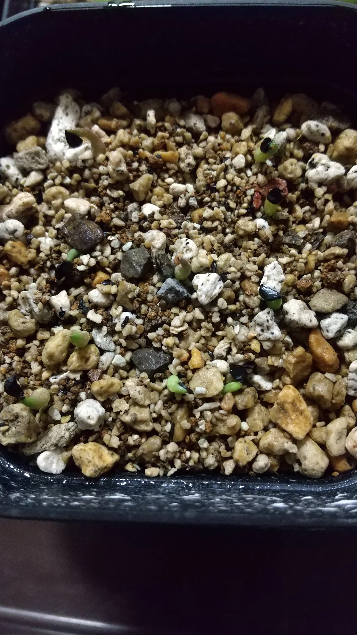 Agave titanota Blue Lot. (アガベ チタノタブルー)