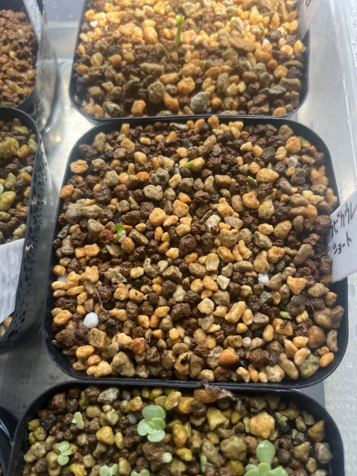 Pachypodium brevicaule (パキポディウム ブレビカウレ（短茎）)