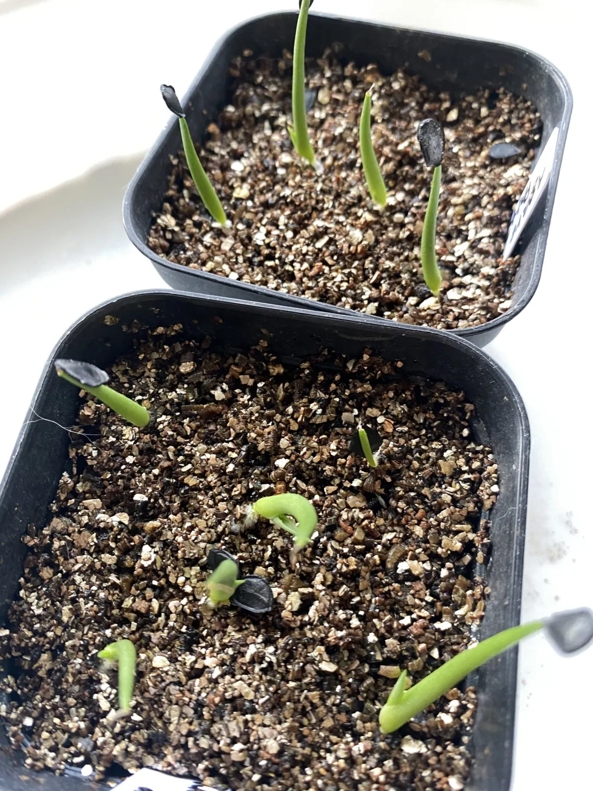 Agave parryi ssp. parryi (アガベ パリー)