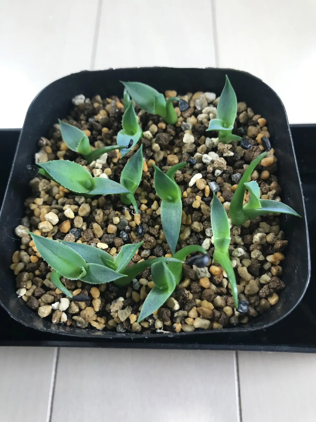 Agave utahensis var. eborispina Vegas (アガベ エボリスピナ ヴェガス)