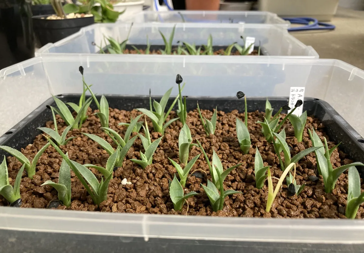 Agave parryi var. truncata (アガベ パリー トランカータ)