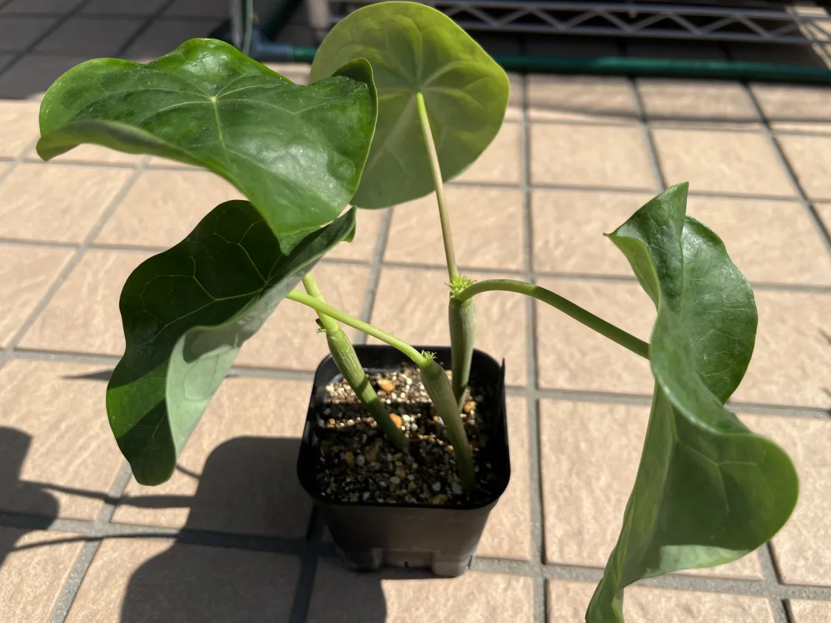 Jatropha podagrica red (ヤトロファ ポダグリカ レッド)