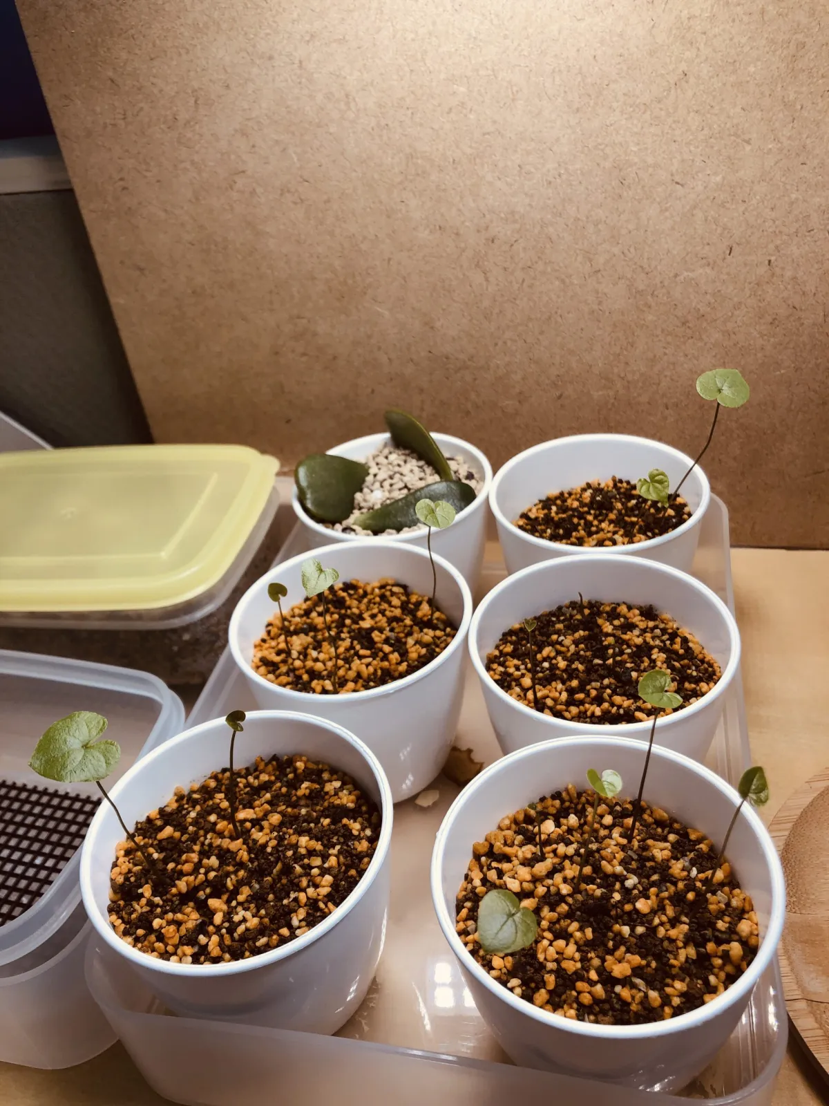 Dioscorea elephantipes (ディオスコレア エレファンティペス)