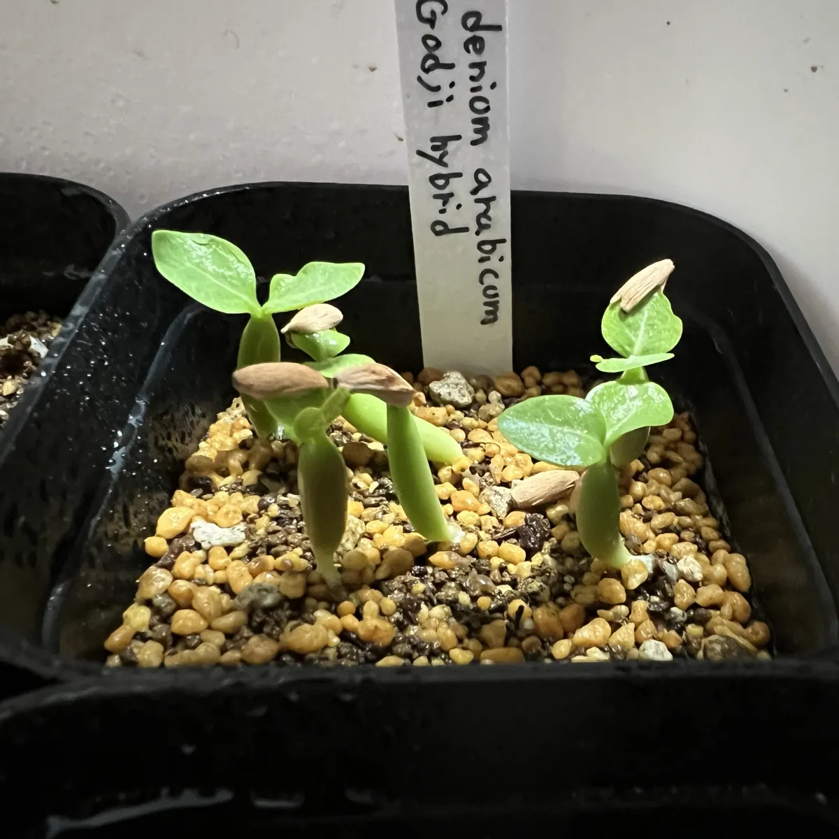 Adenium arabicum Godji hybrid (アデニウム アラビカムゴッジハイブリッド)