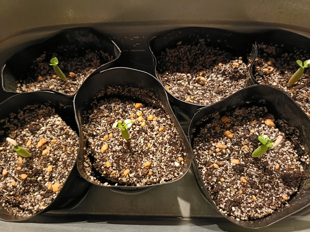 Adenium arabicum  Black (アデニウム アラビカムブラック)