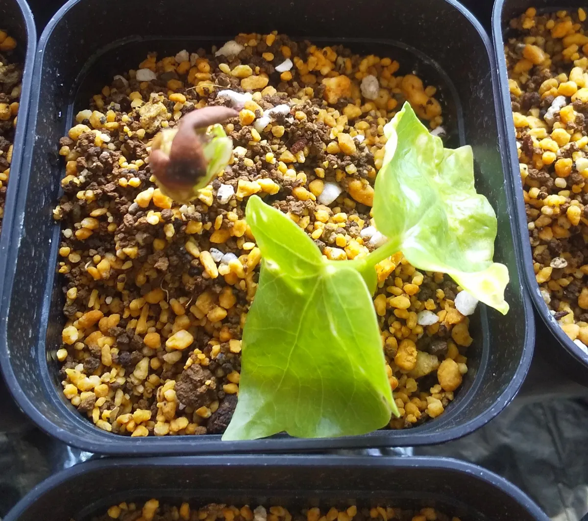 Pseudobombax ellipticum (セウドボンバックス エリプティカム ラブラム)