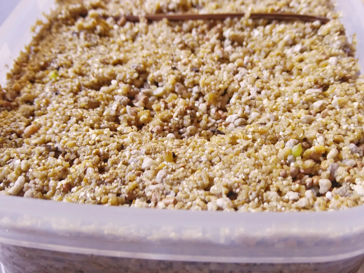 Copiapoa  hypogaea cv. Lizard Skin (コピアポア リザードスキン)