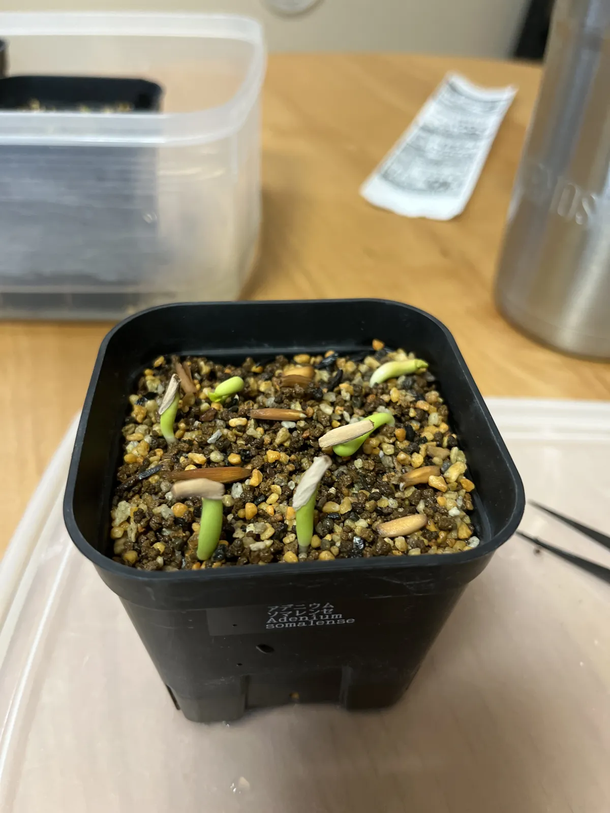 Adenium somalens (アデニウム ソマレンセ)