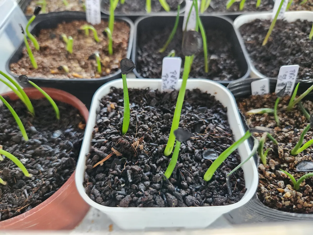 Agave sp. (アガベ アズールモントレー)