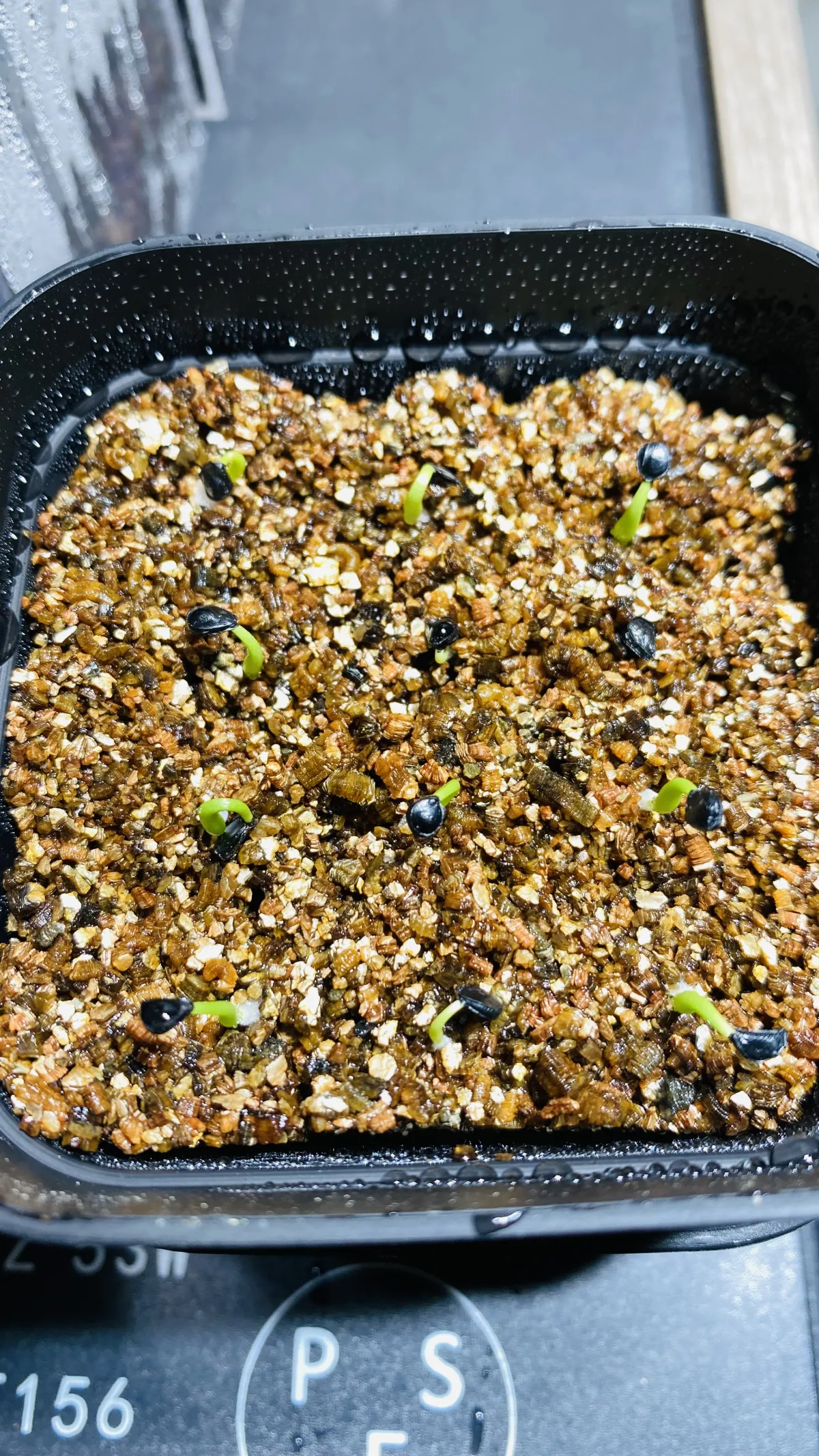 Agave utahensis ssp. utahensis Compacta (アガベ ユタエンシスコンパクタ)