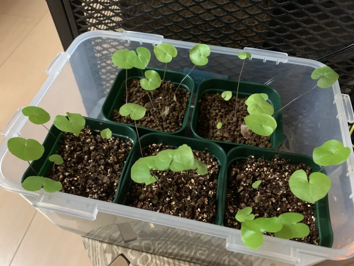 Dioscorea elephantipes (ディオスコレア エレファンティペス)