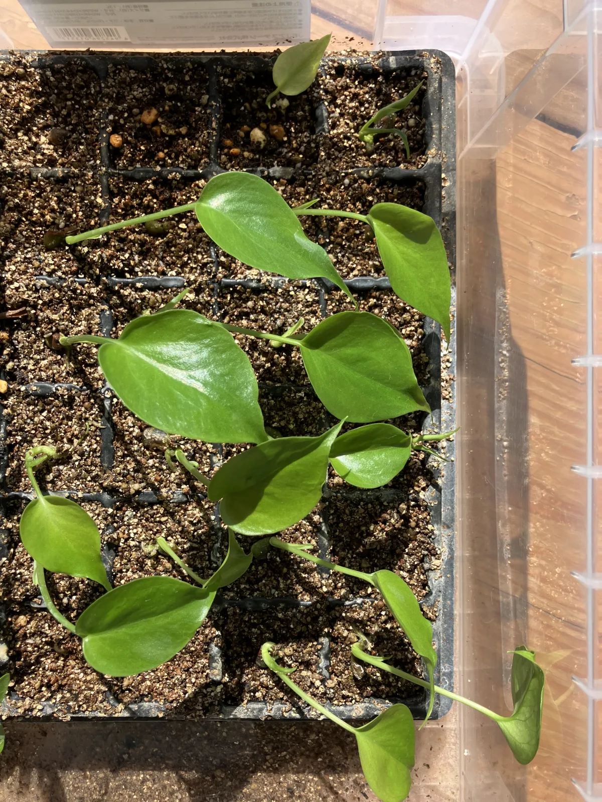 Monstera deliciosa small seeds (モンステラ デリシオーサ （小粒）)