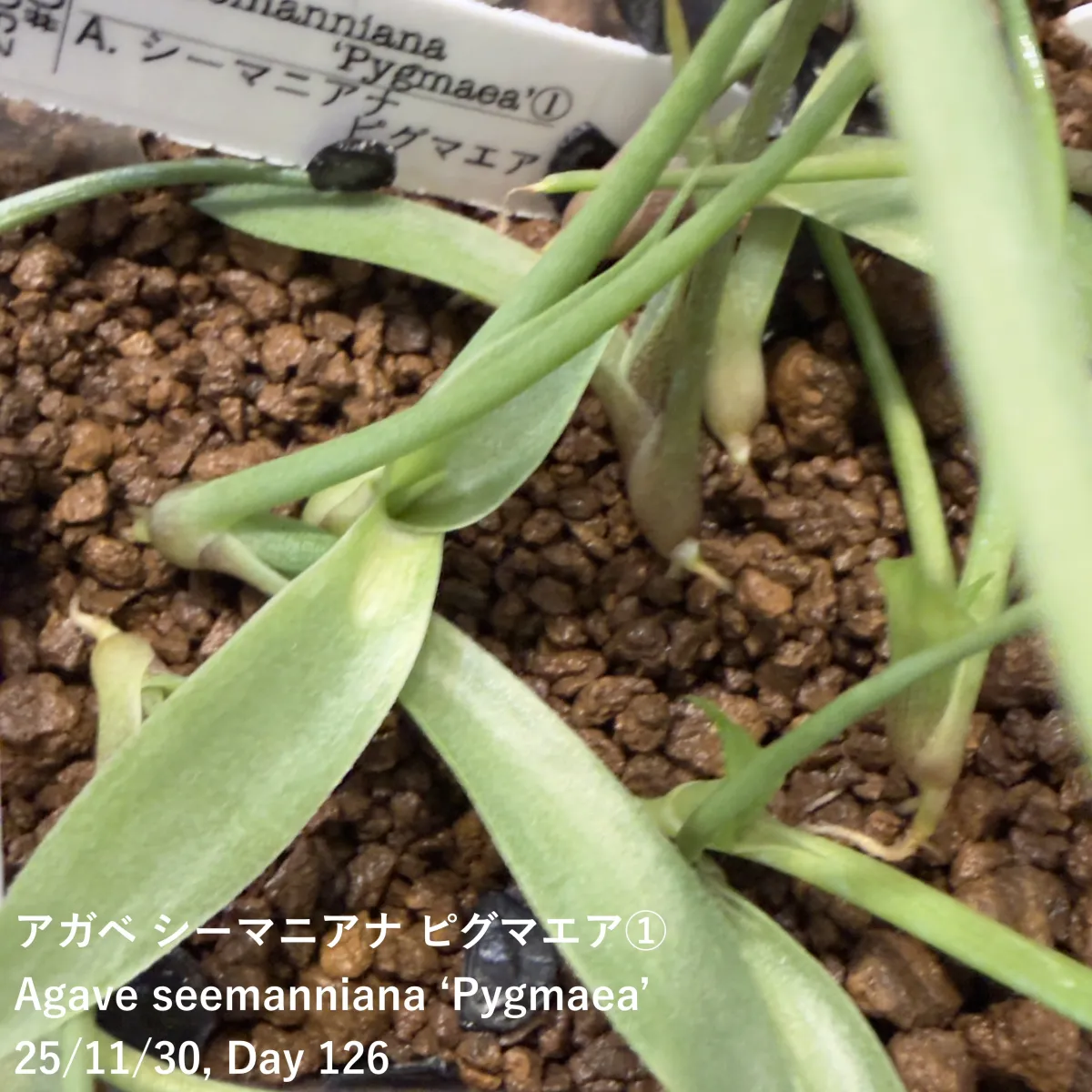Agave seemanniana Pygmaea (アガベ ピグマエア)