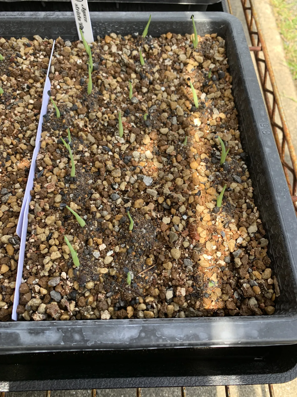 Agave stricta Rubra (アガベ ストリクタ ルブラ)