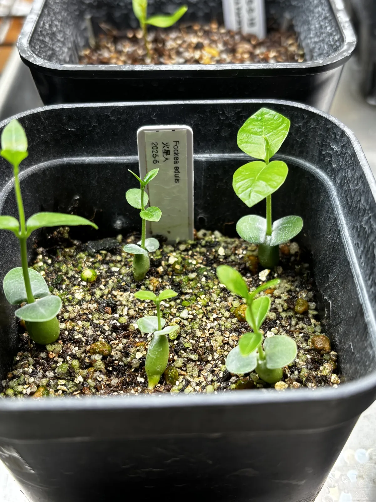 Fockea edulis (フォッケア 火星人)