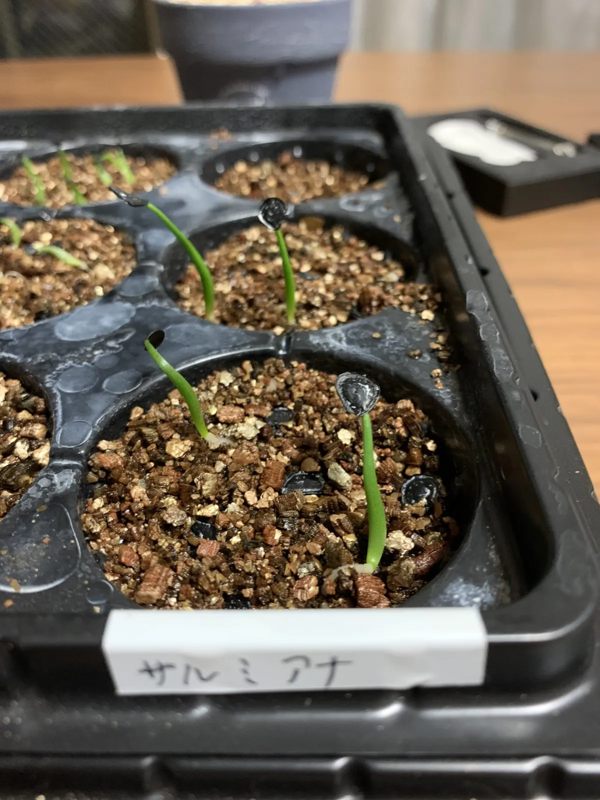 Agave salmiana ssp. salmiana (アガベ サルミアナ)