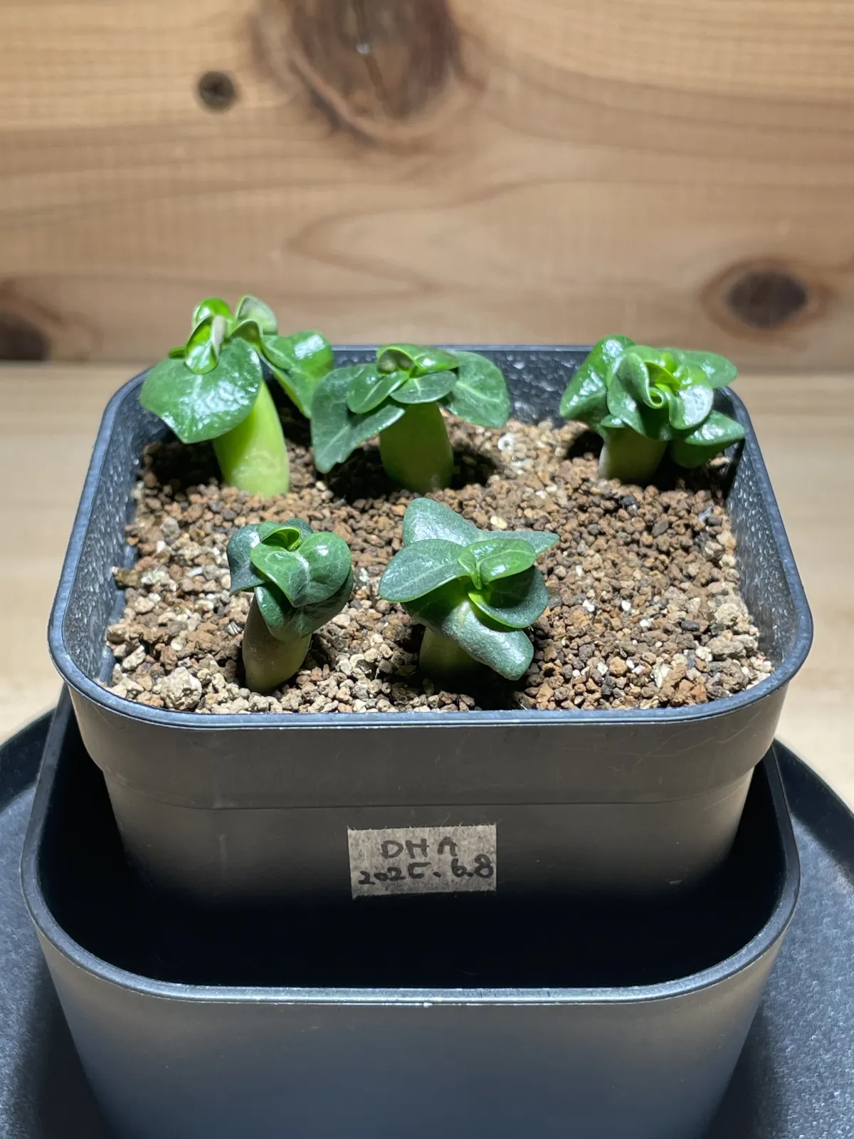 DHA PPL Adenium DHA PPL (アデニウム)