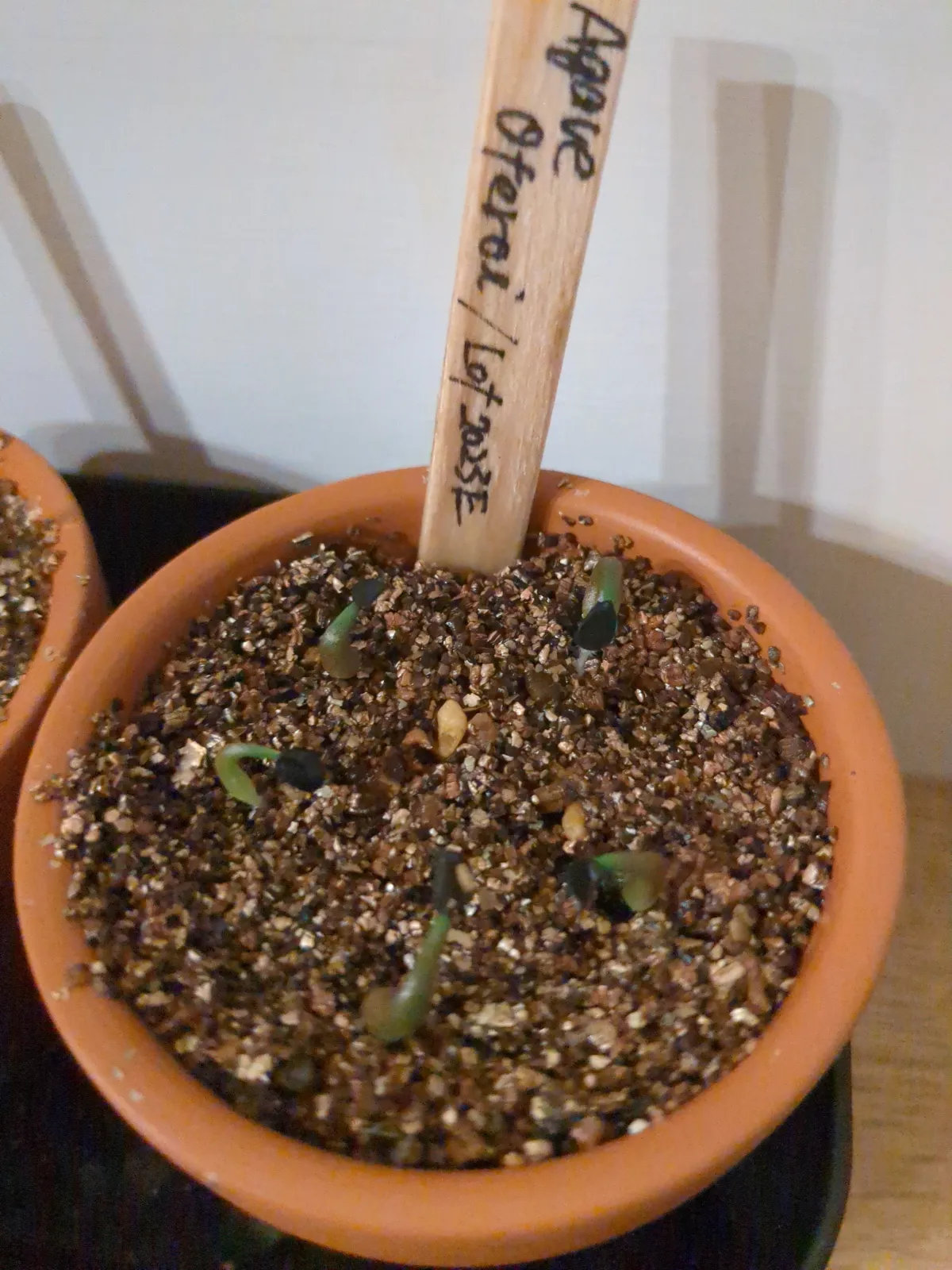 Agave oteroi Lot. (アガベ オテロイ)