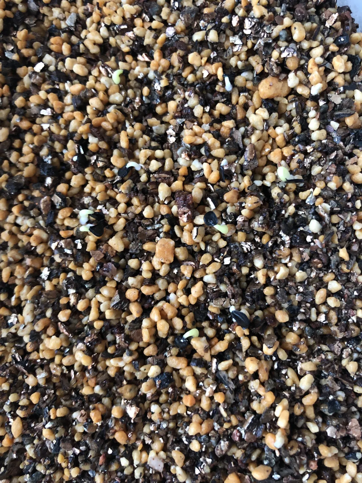 Agave titanota Blue Lot. (アガベ チタノタブルー)