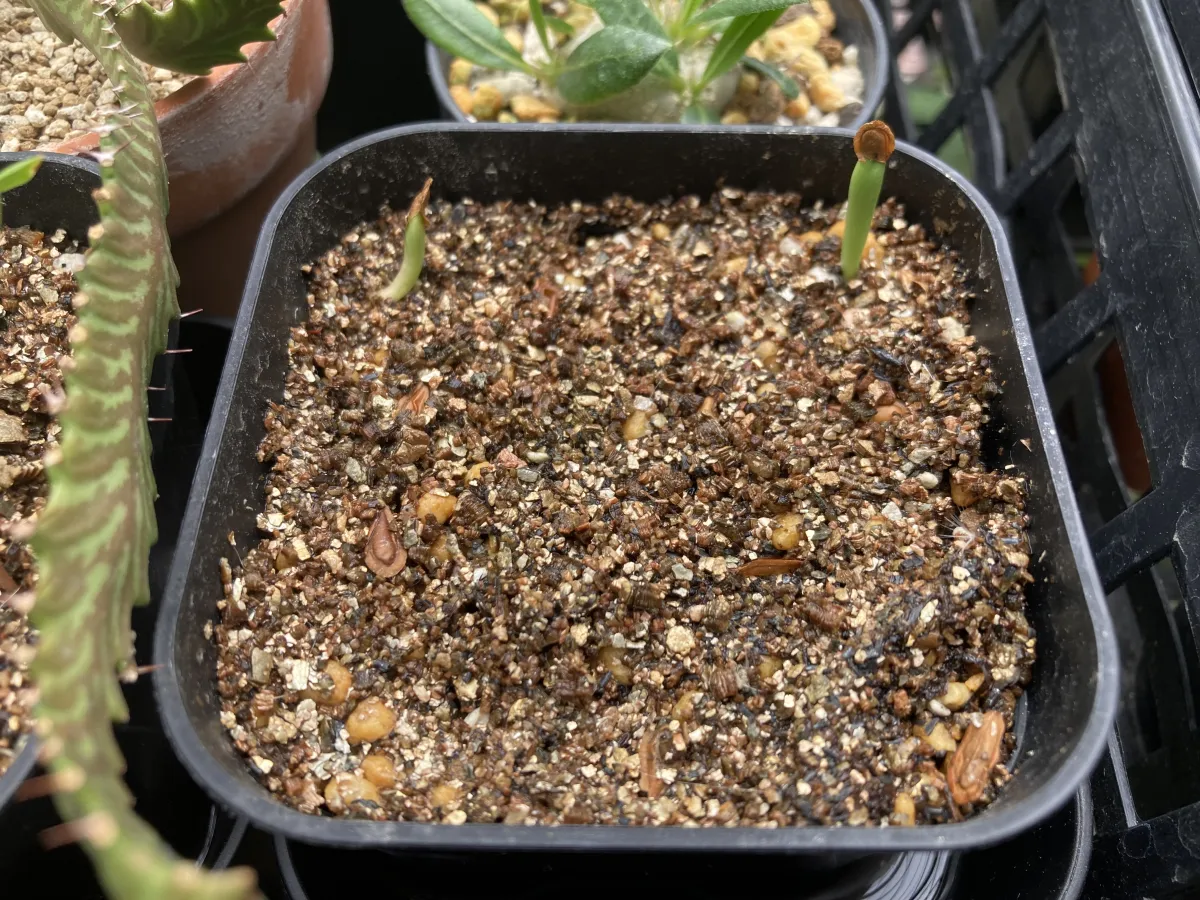 Stapelia leendertziae (スタペリア リーンデルジアエ)