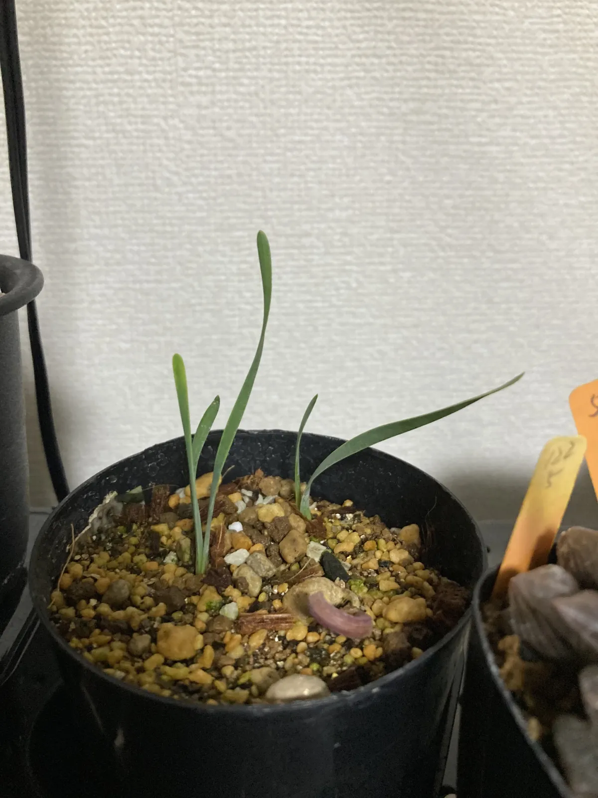 Boophone disticha ([無料種子] ブーファン ディスティカ)