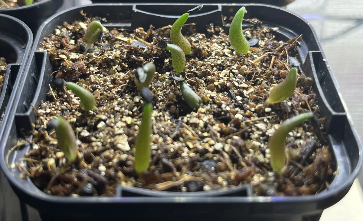 Agave oteroi Lot. (アガベ オテロイ)