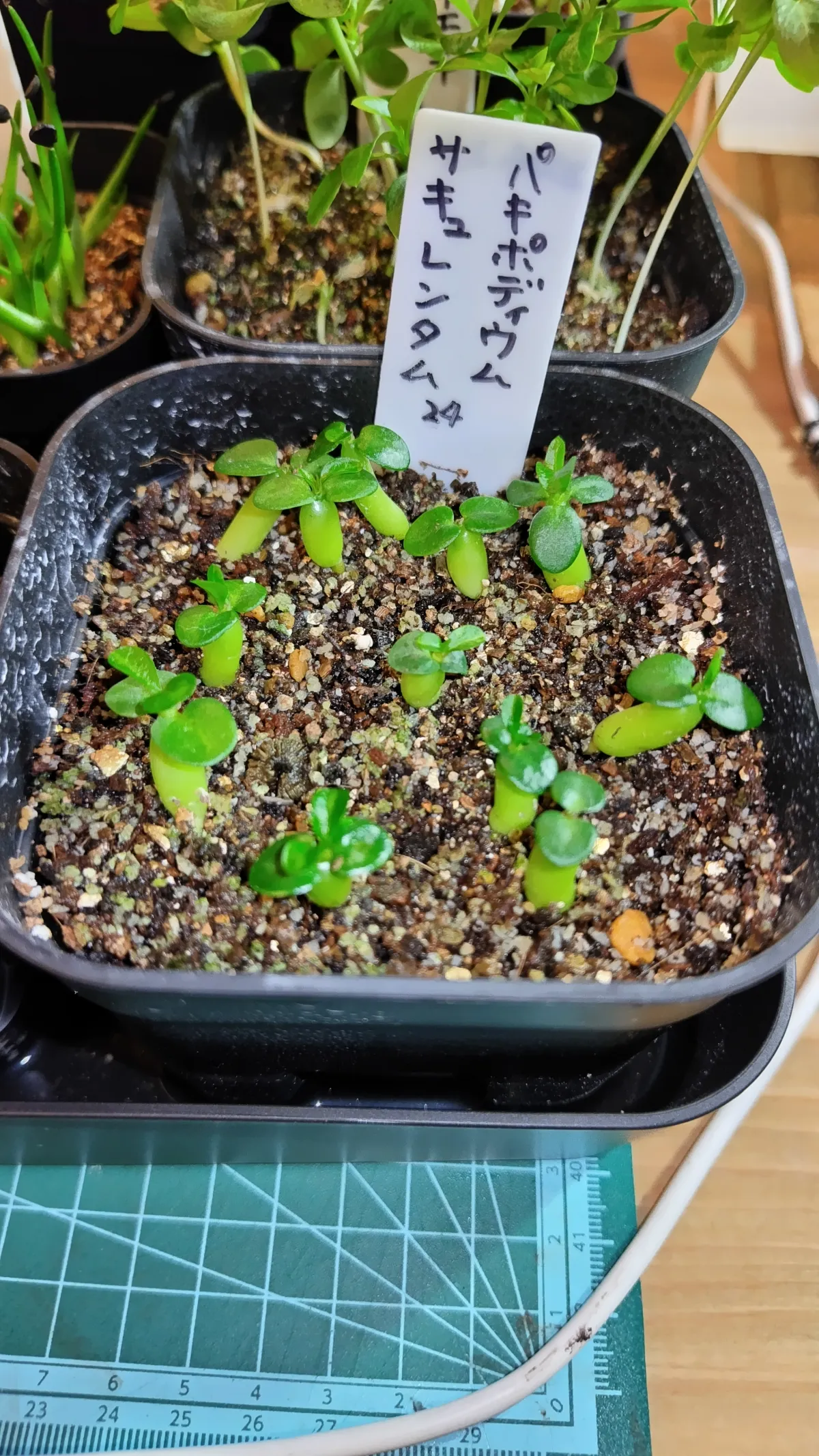 Pachypodium succulentum (パキポディウム サキュレンタム)