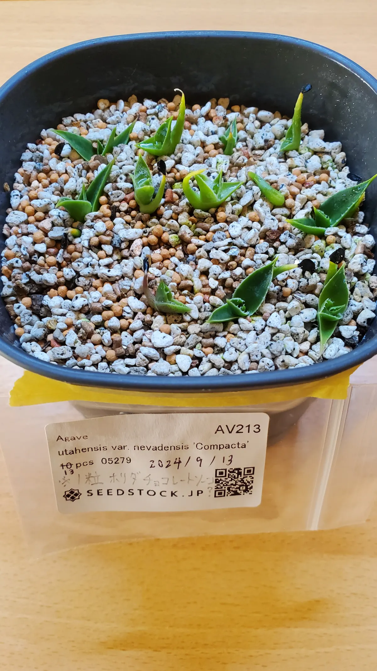 Agave utahensis v. nevadensis Compacta (アガベ ネバデンシス コンパクタ)