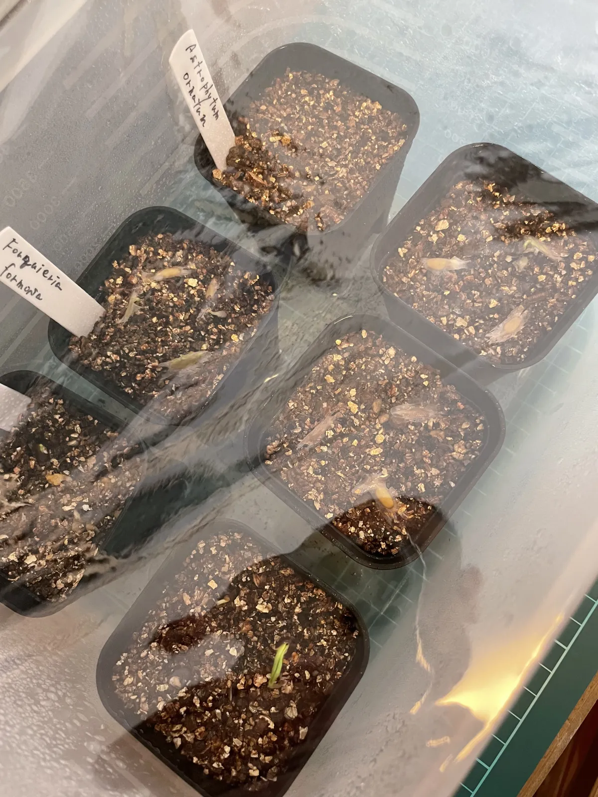 Fouquieria formosa (フォークイエリア フォルモサ)