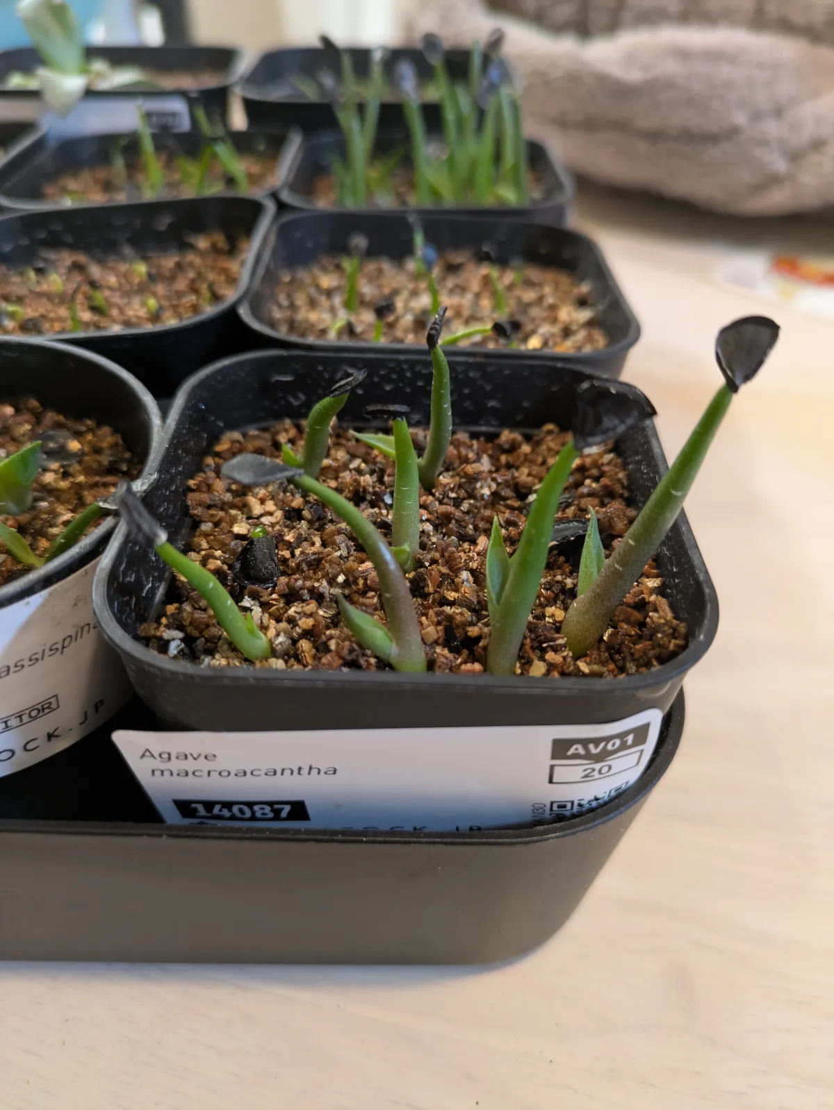 Agave macroacantha (アガベ マクロアカンサ)