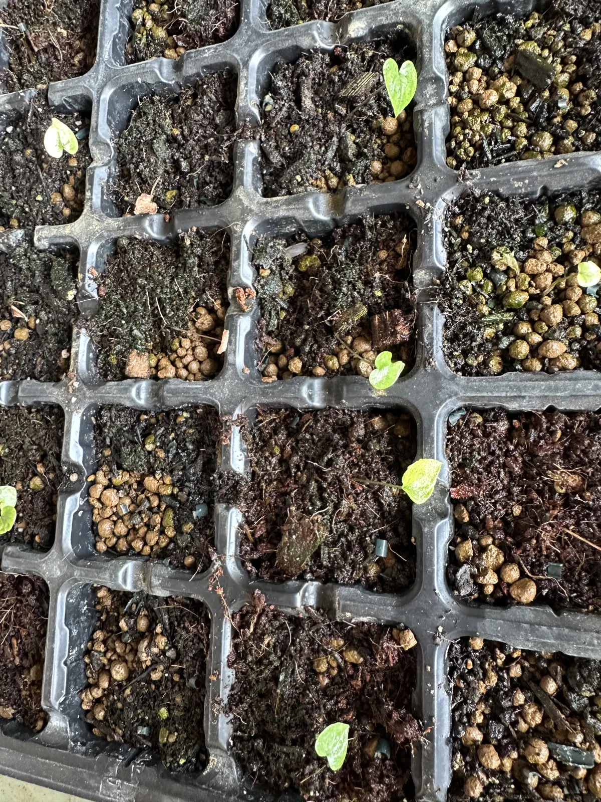 Dioscorea elephantipes (ディオスコレア エレファンティペス)