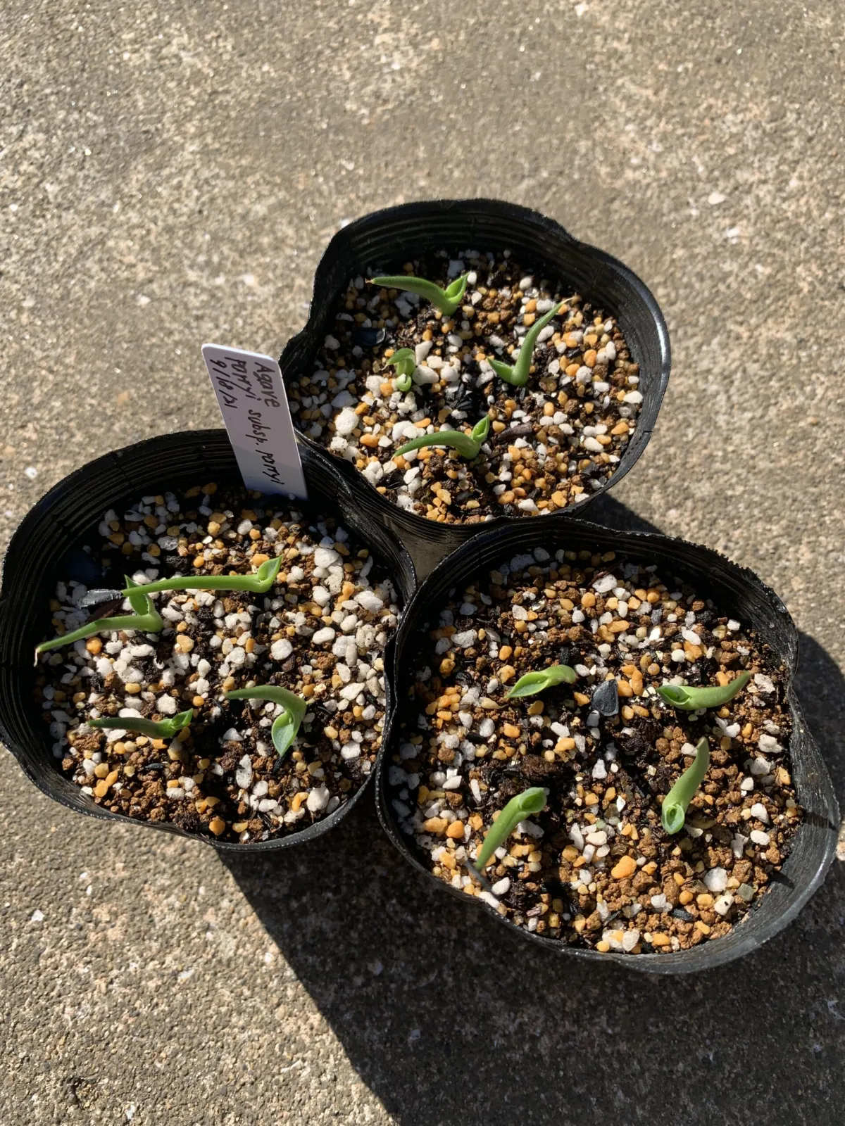Agave parryi ssp. parryi (アガベ パリー)