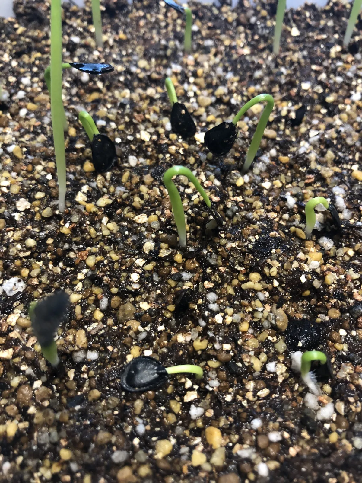 Agave salmiana ssp. crassispina (アガベ サルミアナ クラシスピナ)