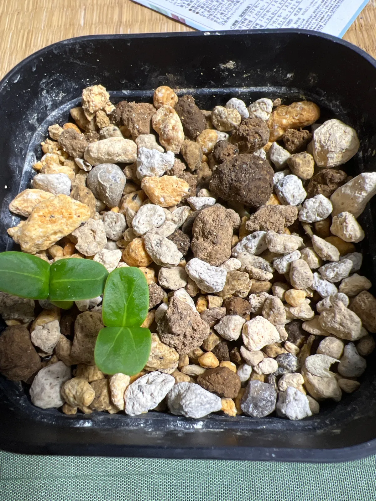 Pachypodium lamerei Fiherense (パキポディウム フィヘレンセ)