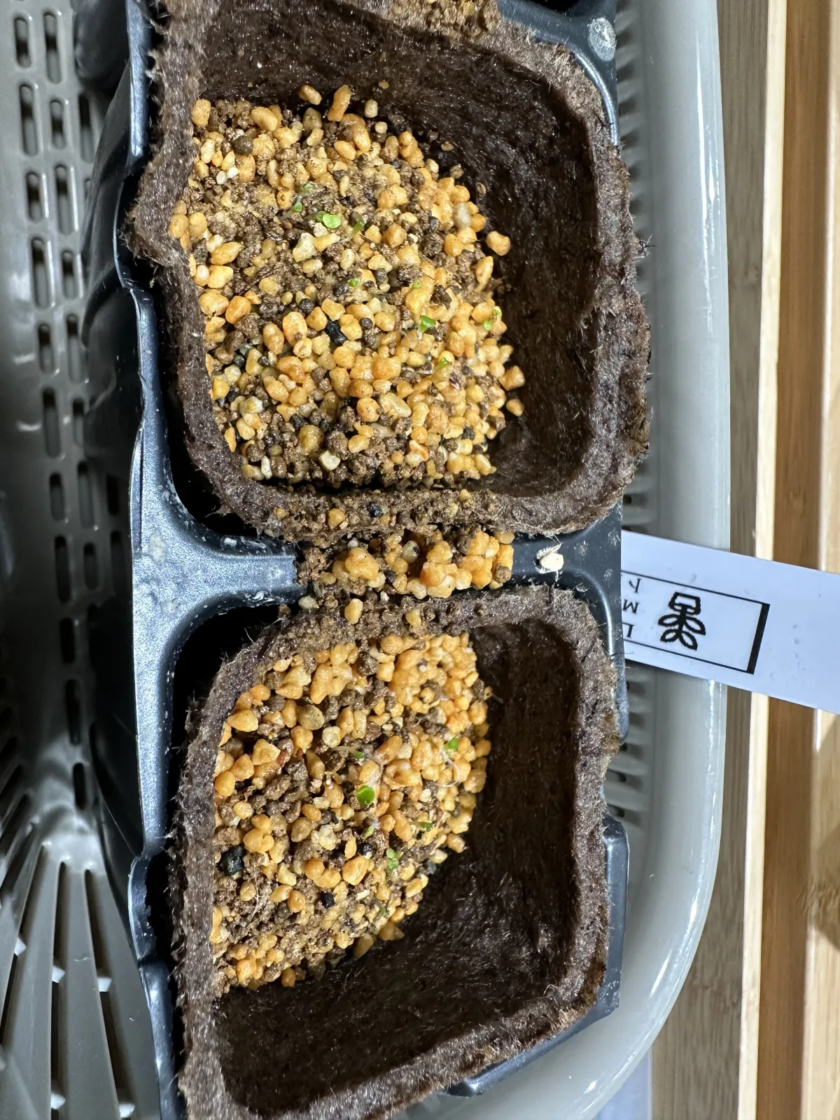 Lithops Mix Seeds (リトープス ミックス)