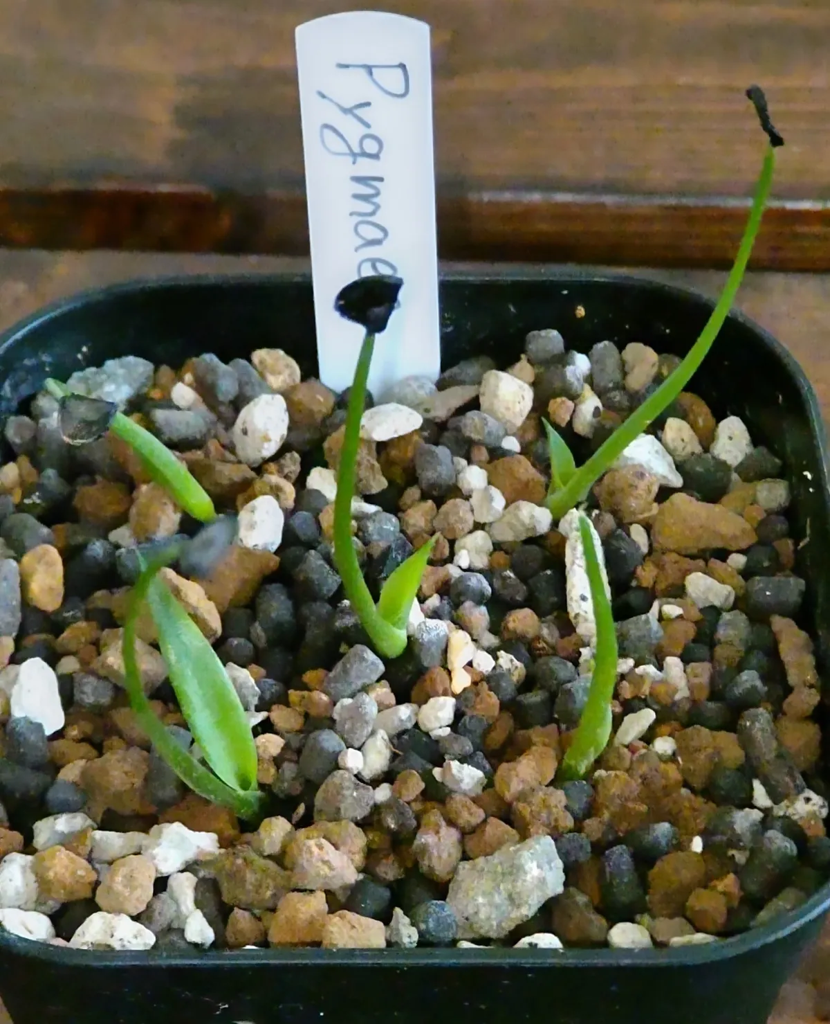 Agave seemanniana Pygmaea (アガベ ピグマエア)