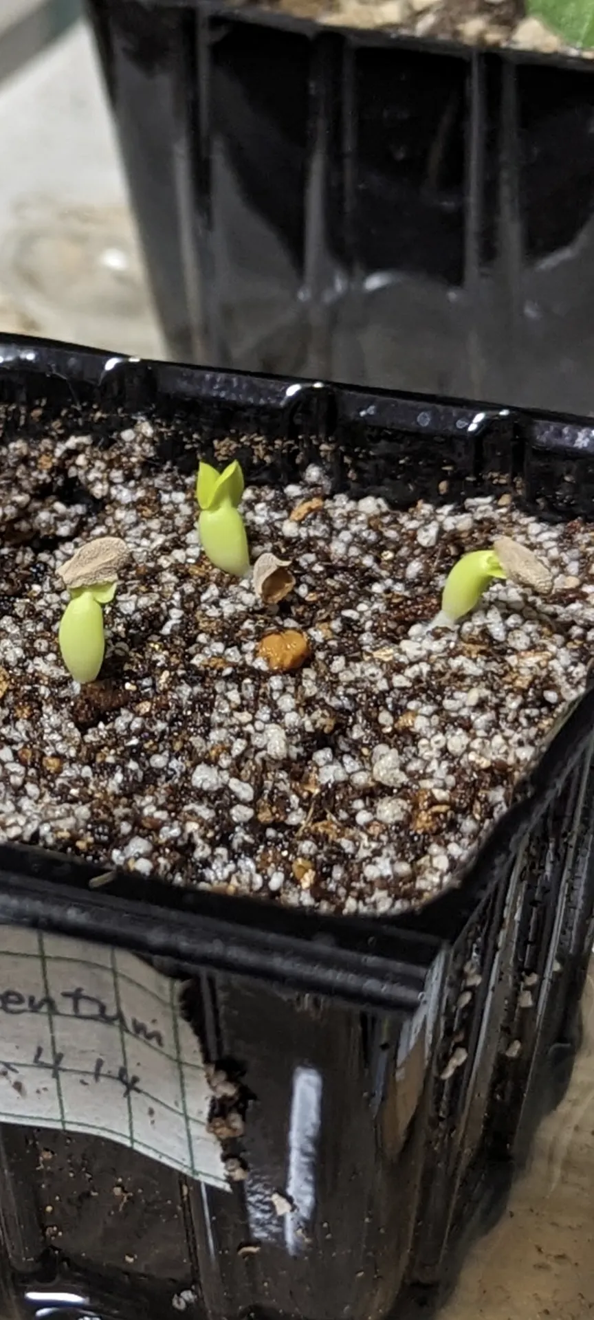 Pachypodium succulentum (パキポディウム サキュレンタム)